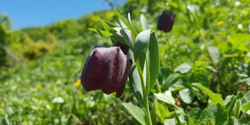 Artvin yaylalarında açan ters laleler görenleri büyülüyor