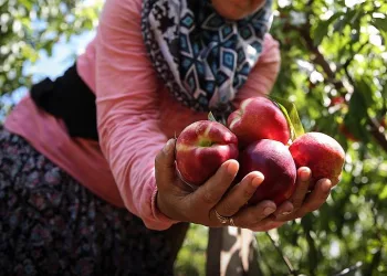 Bursa’da erkenci şeftali hasadı başladı