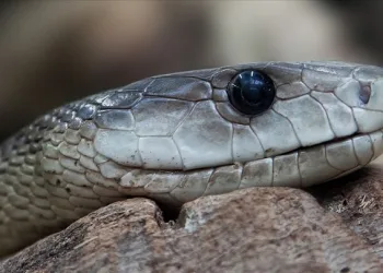 Yılanları öldürmek ‘zoonoz’ hastalığının önünü açabilir