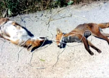 Bursa’da vahşet! 2 tilkiyi iple boğup katlettiler