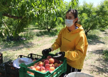 Üniversite öğrencisi harçlığını mevsimlik işten çıkartıyor