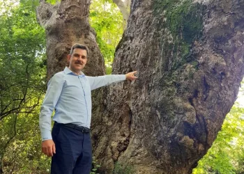Türki̇ye’ni̇n en yaşlı çınarı 1100 yaşında