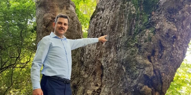 Türki̇ye’ni̇n en yaşlı çınarı 1100 yaşında