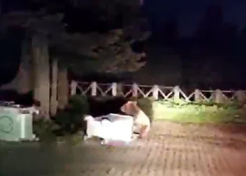Bursa’da aç kalan ayı çöpte yemek aradı