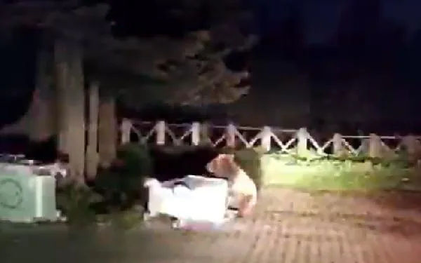 Bursa’da aç kalan ayı çöpte yemek aradı