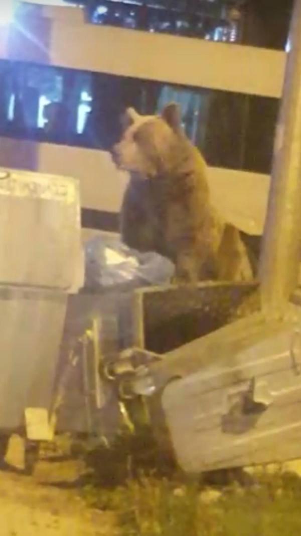 Yine geldiler... Bursa'da aç kalan ayılar çöpte yiyecek aradı