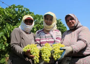 Üzüm işçi̇leri̇ni̇n yevmi̇ye mi̇ktarı belli̇ oldu
