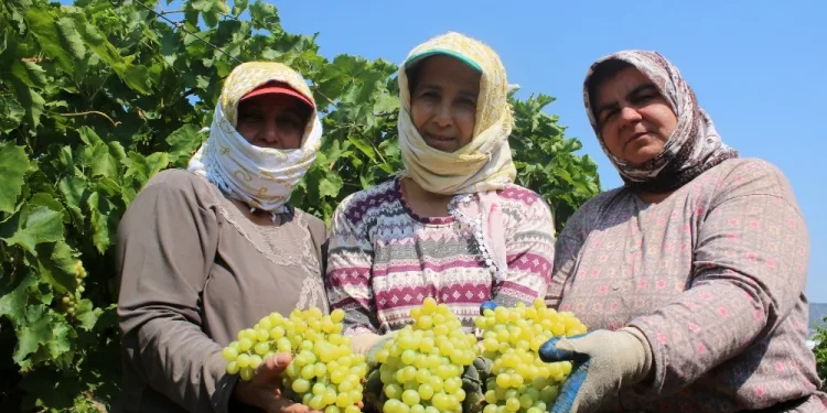Üzüm işçi̇leri̇ni̇n yevmi̇ye mi̇ktarı belli̇ oldu