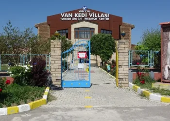 Van Kedi̇leri̇ artık mesafeli̇ sevi̇lecek