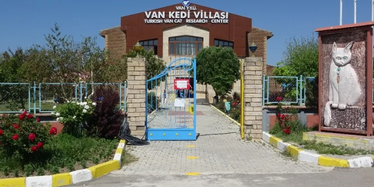 Van Kedi̇leri̇ artık mesafeli̇ sevi̇lecek