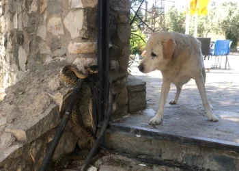 Bursa’da yılan, köpeğe saldırdı!