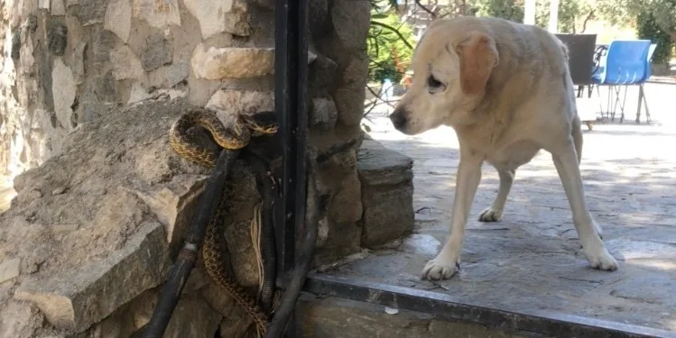 Bursa’da yılan, köpeğe saldırdı!