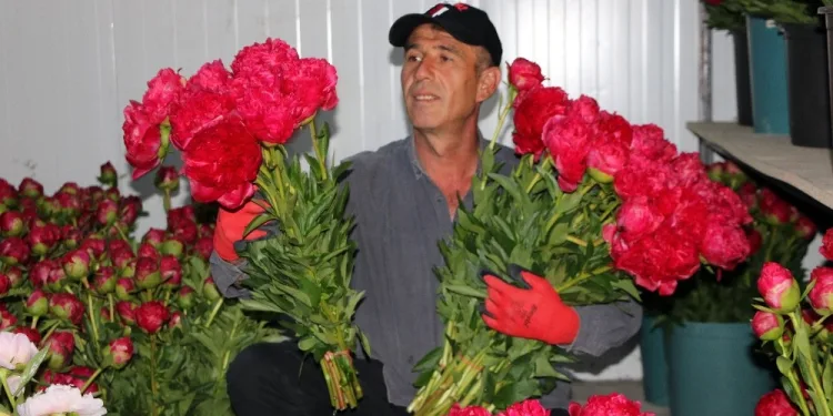 Yozgatta Üreti̇len Şakayık Çi̇çekleri̇ Romanya Ve Azerbaycana İhraç Edi̇li̇yor