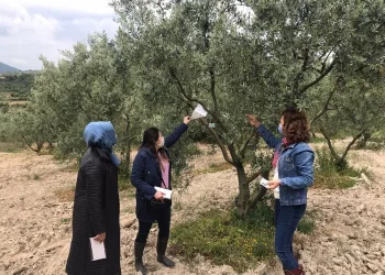 Zeyti̇n üreti̇ci̇leri̇ne hastalıklı tür uyarısı