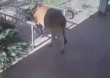 Polis karakoluna inek girdi