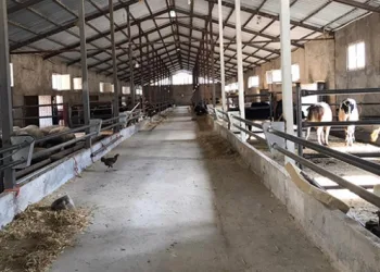 Yılanın soktuğu büyükbaş telef oldu