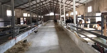 Yılanın soktuğu büyükbaş telef oldu