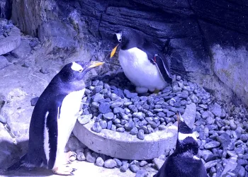 Türkiye’nin ilk bebek kutup pengueni İstanbul’da dünyaya geldi