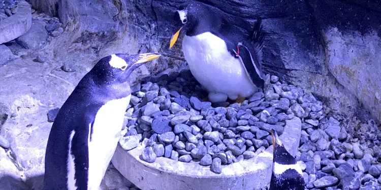 Türkiye’nin ilk bebek kutup pengueni İstanbul’da dünyaya geldi
