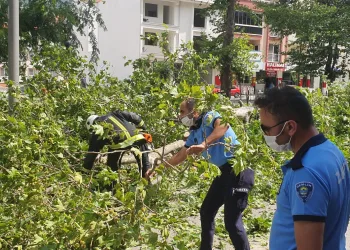Gemlik’te rüzgarda devrilen ağaçlar yolu kapattı