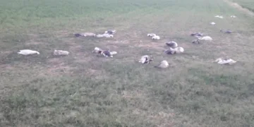 40 kaz tüfekle telef edildi