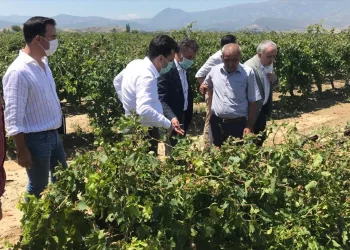CHP’li Sarıbal Manisa’da doludan zarar gören bağları inceledi