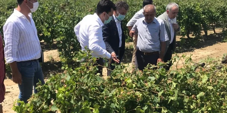 CHP’li Sarıbal Manisa’da doludan zarar gören bağları inceledi
