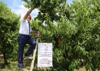 Bursa’da meyve sinekleriyle mücadele