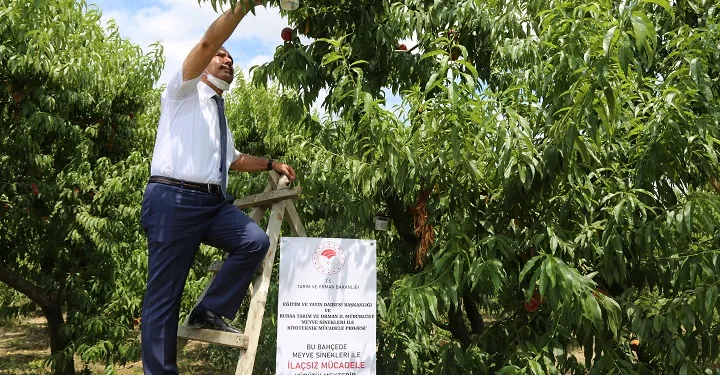 Bursa’da meyve sinekleriyle mücadele