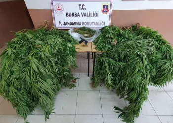 Bursa’da firari hükümlü, kenevir yetiştirdiği yerde yakalandı