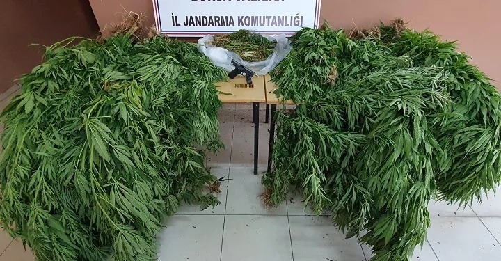 Bursa’da firari hükümlü, kenevir yetiştirdiği yerde yakalandı
