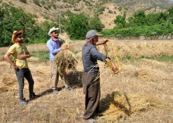 Terörden temizlenen bölgede 25 yıl sonra tarım