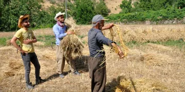 Terörden temizlenen bölgede 25 yıl sonra tarım