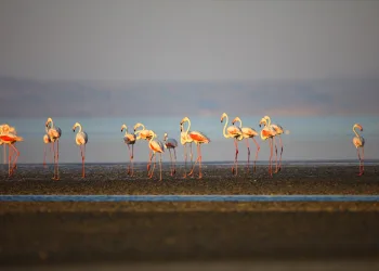 Fransa’da 30 yıl önce halkalanan flamingonun son durağı Türkiye