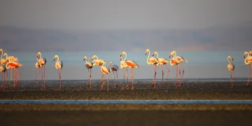 Fransa’da 30 yıl önce halkalanan flamingonun son durağı Türkiye