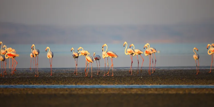 Fransa’da 30 yıl önce halkalanan flamingonun son durağı Türkiye