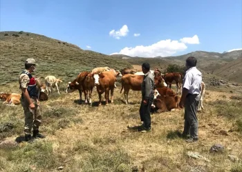 Kaybolan büyükbaş hayvanları jandarma drone ile buldu