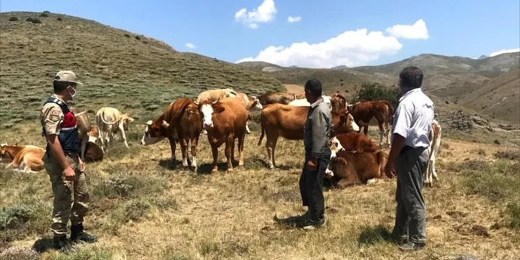 Kaybolan büyükbaş hayvanları jandarma drone ile buldu