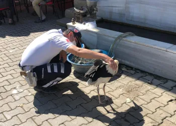 Bursa’da ölmek üzere olan leyleği jandarma kurtardı