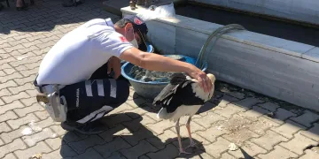 Bursa’da ölmek üzere olan leyleği jandarma kurtardı