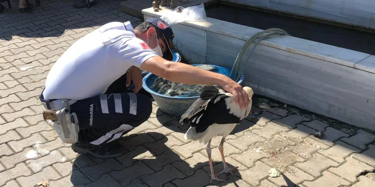 Bursa’da ölmek üzere olan leyleği jandarma kurtardı