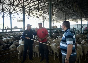 Bursa’da kurban pazarlarında Kovid-19 tedbirleri