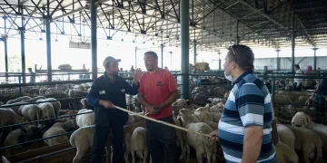 Bursa’da kurban pazarlarında Kovid-19 tedbirleri