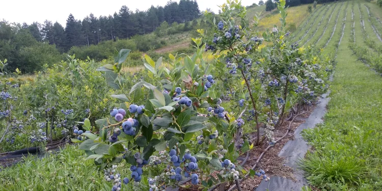 Üreticiyle buluşturulan yaban mersini hasadı başladı