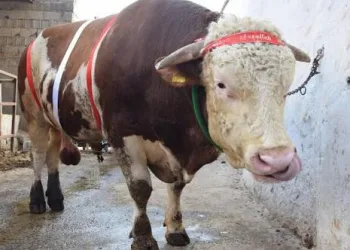 Aldığı kurbanlık boğa sonu oldu