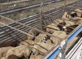 Kurbanlık taşıyan tır devrildi 32 koyun telef oldu