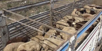 Kurbanlık taşıyan tır devrildi 32 koyun telef oldu