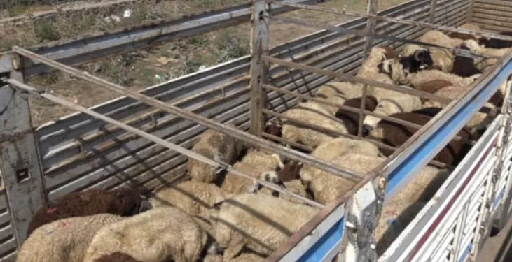 Kurbanlık taşıyan tır devrildi 32 koyun telef oldu