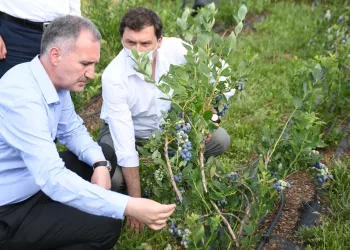 İnegöl’ün tarımdaki yeni markası Yaban Mersini’nde hasat başlıyor