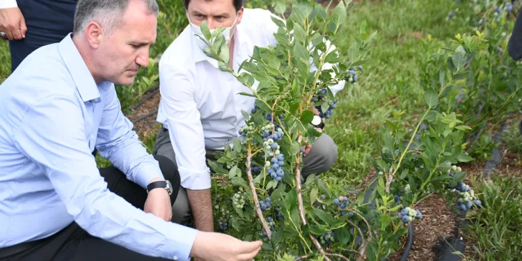 İnegöl’ün tarımdaki yeni markası Yaban Mersini’nde hasat başlıyor